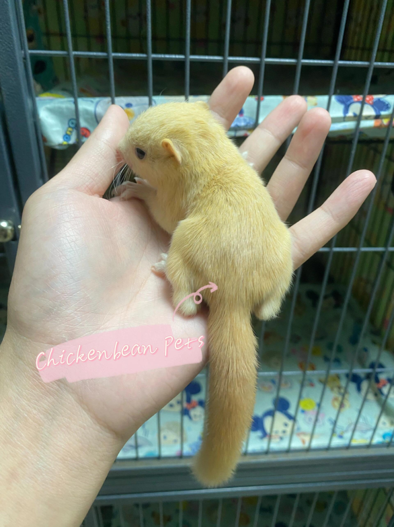 红腹松鼠17种变异色【只售25-28天黄金期可驯化亲人奶鼠】-易客萌宠官网 红腹松鼠17种变异色【只售25-28天黄金期可驯化亲人奶鼠】-易客萌宠官网