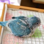 和尚鹦鹉颜色特征介绍-易客萌宠官网