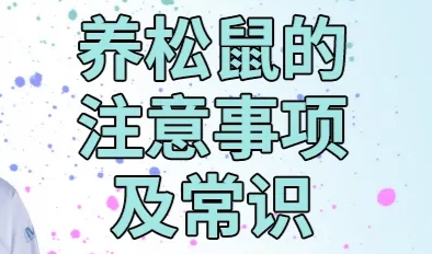 松鼠各类疾病及处理方法-易客萌宠官网