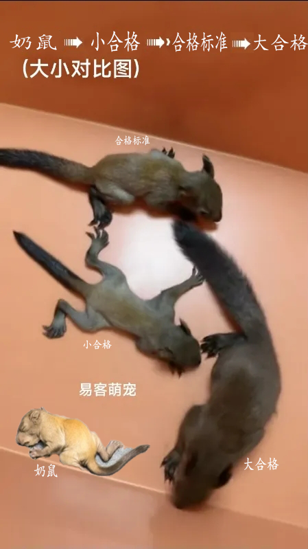 「魔王松鼠20余种颜色及不同天数叫法区分」-易客萌宠官网 「魔王松鼠20余种颜色及不同天数叫法区分」-易客萌宠官网
