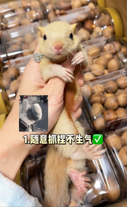 红腹松鼠17种变异色【只售25-28天黄金期可驯化亲人奶鼠】-易客萌宠官网 红腹松鼠17种变异色【只售25-28天黄金期可驯化亲人奶鼠】-易客萌宠官网