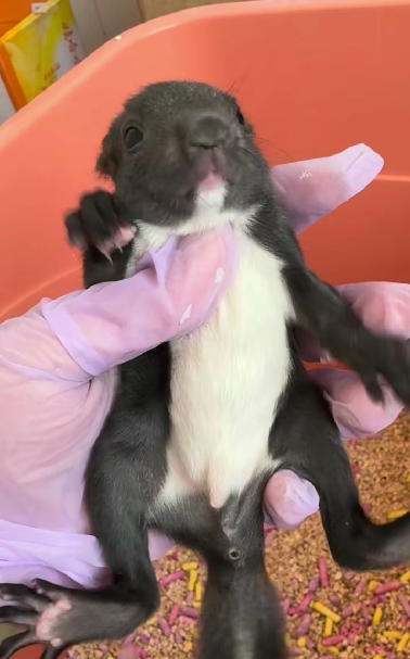 魔王松鼠20种颜色及天数叫法-易客萌宠官网