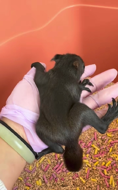 魔王松鼠20种颜色及天数叫法-易客萌宠官网