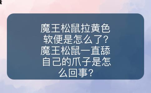 「魔王松鼠饲养攻略第二篇」-易客萌宠官网