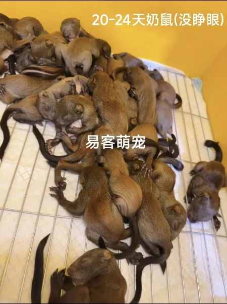 「魔王松鼠十种颜色及天数特征」-易客萌宠官网 「魔王松鼠十种颜色及天数特征」-易客萌宠官网