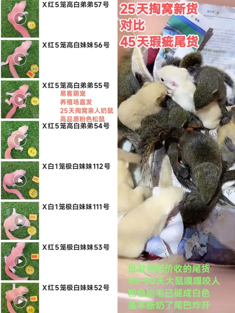 红腹松鼠26条购前声明「务必仔细阅读」-易客萌宠官网 红腹松鼠26条购前声明「务必仔细阅读」-易客萌宠官网