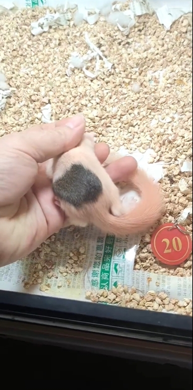 红腹松鼠17种变异色【只售25-28天黄金期可驯化亲人奶鼠】-易客萌宠官网 红腹松鼠17种变异色【只售25-28天黄金期可驯化亲人奶鼠】-易客萌宠官网