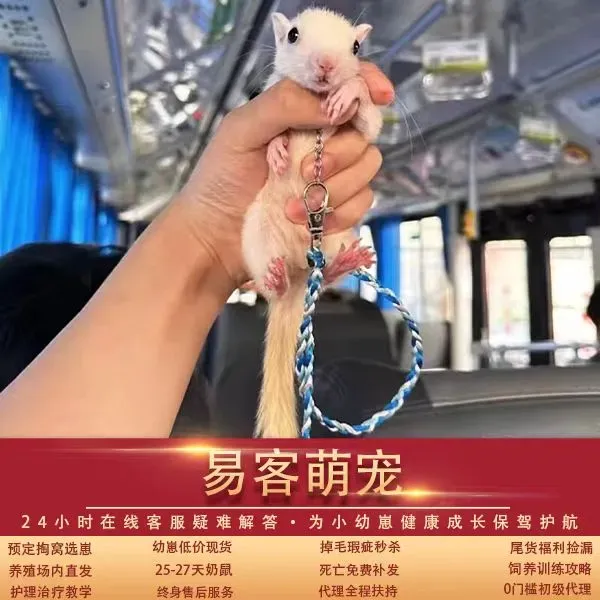 红腹松鼠26条购前声明「务必仔细阅读」-易客萌宠官网 红腹松鼠26条购前声明「务必仔细阅读」-易客萌宠官网