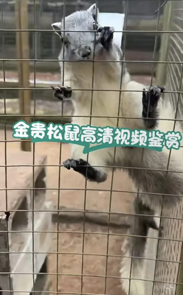 红腹松鼠17种变异色【只售25-28天黄金期可驯化亲人奶鼠】-易客萌宠官网 红腹松鼠17种变异色【只售25-28天黄金期可驯化亲人奶鼠】-易客萌宠官网