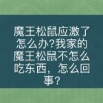 魔王松鼠饲养手册第一篇-易客萌宠官网