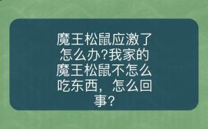 「魔王松鼠饲养手册第一篇」-易客萌宠官网