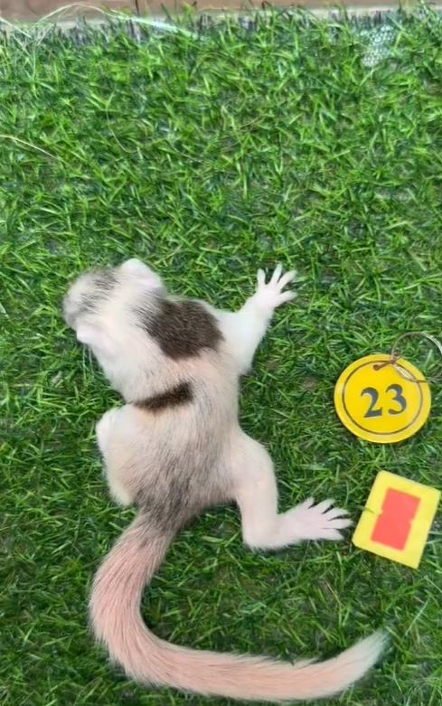 红腹松鼠17种变异色【只售25-28天黄金期可驯化亲人奶鼠】-易客萌宠官网 红腹松鼠17种变异色【只售25-28天黄金期可驯化亲人奶鼠】-易客萌宠官网