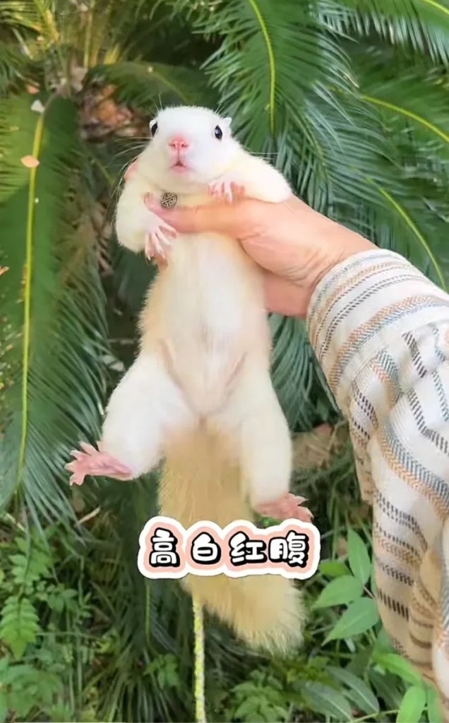 红腹松鼠17种变异色【只售25-28天黄金期可驯化亲人奶鼠】-易客萌宠官网 红腹松鼠17种变异色【只售25-28天黄金期可驯化亲人奶鼠】-易客萌宠官网