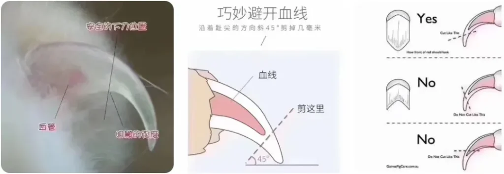 图片[3]-红腹松鼠完整开箱「补发必备凭证」-易客萌宠官网