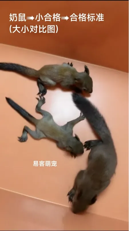 「魔王松鼠十种颜色及天数特征」-易客萌宠官网 「魔王松鼠十种颜色及天数特征」-易客萌宠官网