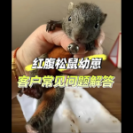 「红腹松鼠常见问题解答」-易客萌宠官网
