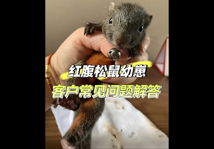 红腹松鼠常见问题