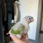 小太阳鹦鹉颜色特征介绍-易客萌宠官网