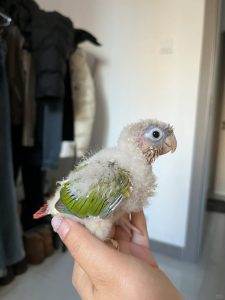 小太阳鹦鹉颜色特征介绍-易客萌宠官网