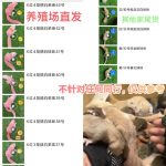 如何挑选亲人幼崽和靠谱商家！-易客萌宠官网