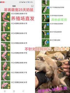 如何挑选亲人幼崽和靠谱商家！-易客萌宠官网