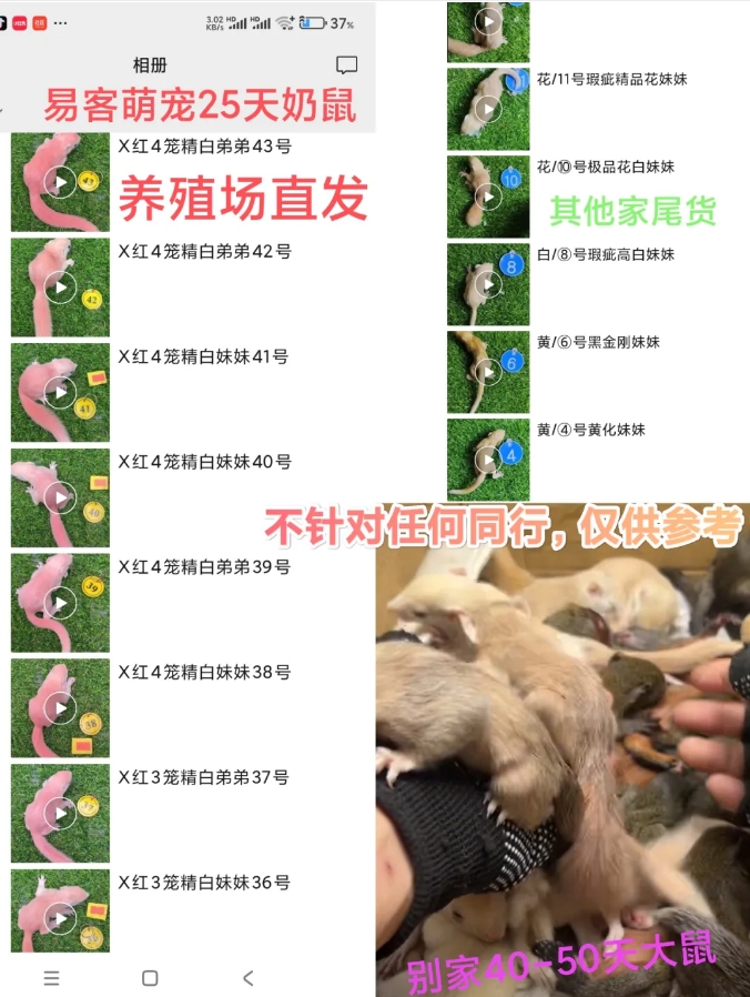 如何选高品质幼崽和靠谱商家「新手必看」-易客萌宠官网
