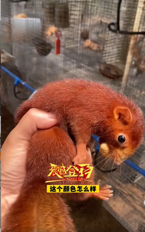 红腹松鼠17种变异色【只售25-28天黄金期可驯化亲人奶鼠】-易客萌宠官网 红腹松鼠17种变异色【只售25-28天黄金期可驯化亲人奶鼠】-易客萌宠官网