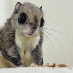 大眼飞鼠萌宠特征介绍-易客萌宠官网