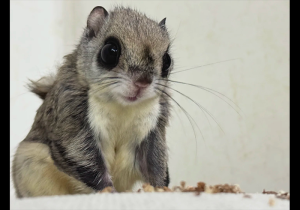 大眼飞鼠萌宠特征介绍-易客萌宠官网