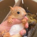 🐿MKX-易客萌宠官网