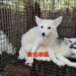 狐狸萌宠10种颜色介绍-易客萌宠官网