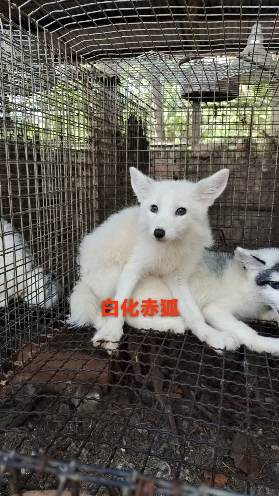 狐狸萌宠全品种介绍-易客萌宠官网