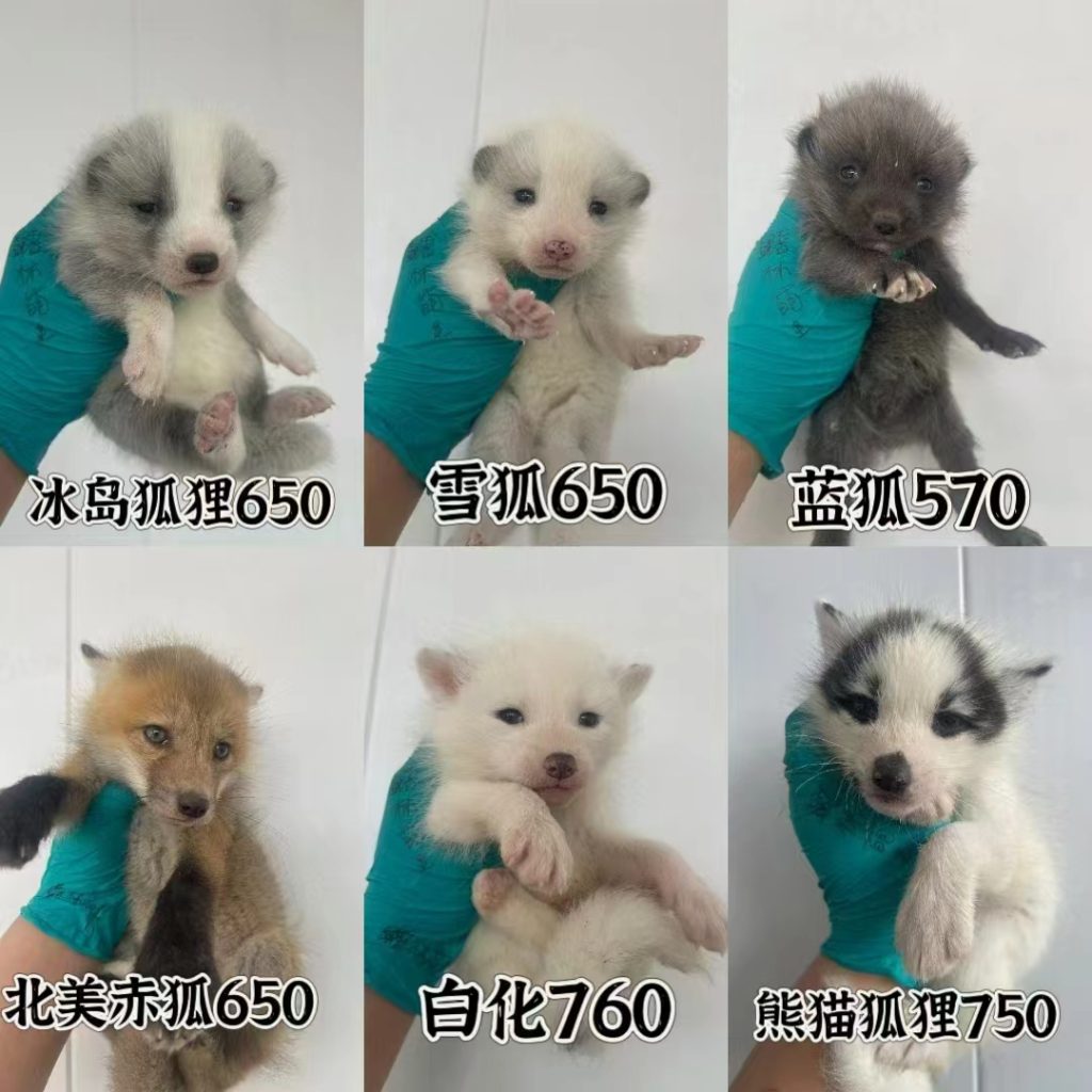图片[1]-狐狸萌宠全品种介绍-易客萌宠官网