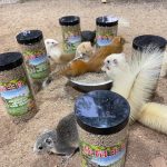 红腹松鼠专用鼠粮（预防缺钙瘫痪）-易客萌宠官网