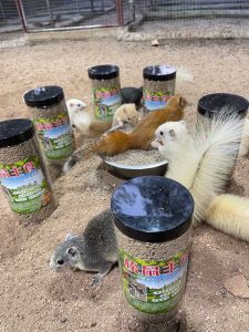 红腹松鼠专用鼠粮（预防缺钙瘫痪）-易客萌宠官网