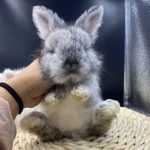 安哥拉兔18种常见颜色介绍-易客萌宠官网