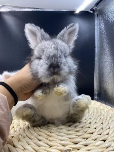 安哥拉兔18种常见颜色介绍-易客萌宠官网