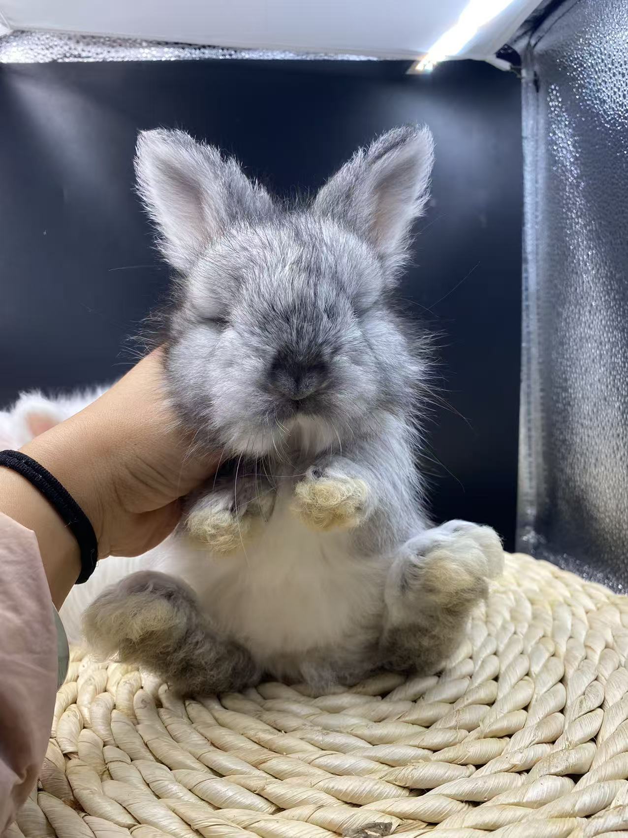 安哥拉兔18种常见颜色介绍-易客萌宠官网